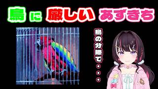 鳥に厳しいあずきち横動画【AZKi 切り抜き】