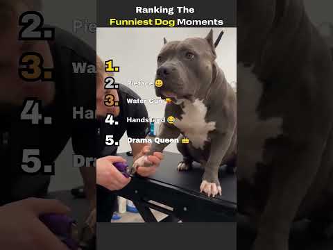 Top 5 funnuest dogs