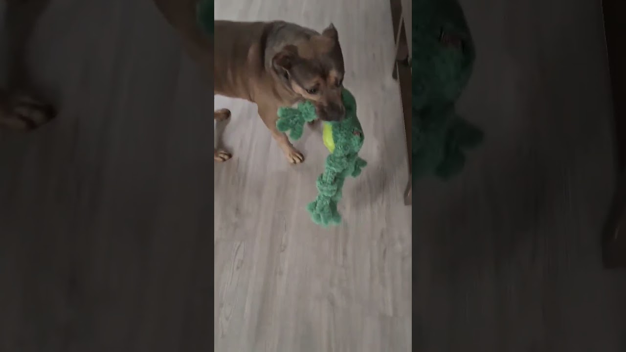 Hershey, a Adoptable American Staffordshire Terrier in Bethlehem, PA video 6/6