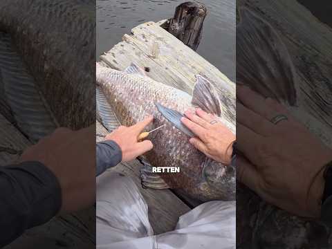 Er rettete das Leben von diesem Fisch 🤯 #shorts