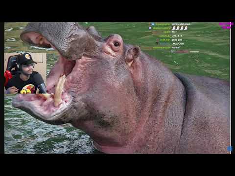 ImDontai Reacts To Shark Tier List And Cat Tier List