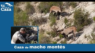 Nuevo vídeo de caza en rececho de macho montés