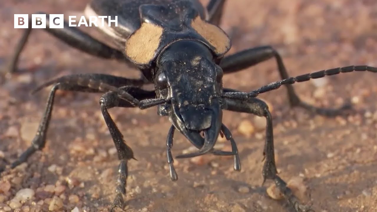 The Scary World of Creepy Crawlies | BBC Earth Kids