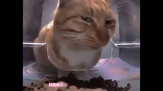 Pink Guy - セックス大好き (I Love Sex) Kimochii naa 😂💓