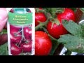 PlantProfile Moneymaker