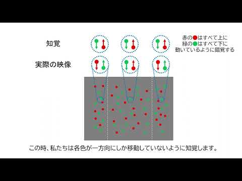 国際経済学科 プレスリリース「赤ちゃんには錯視が生じない？～生後半年未満の乳児における特徴統合能力～」