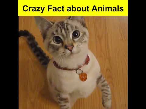 Crazy Fact about Aminals | Amazing Facts #shorts #Fact city #ytshorts | Mind Blowing Facts in hindi