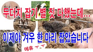 두더지 잡기 별 짓 다 했지만 이제야 한 마리 겨우 잡았습니다.(두더지 잡기 효과 있는 것과 없는 것. , …