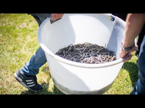 Der Angelsportverein Bremerhaven-Unterweser lässt 180.000 Aale frei