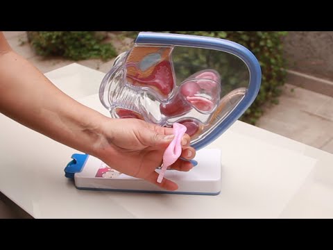 The benefits of the menstrual cup