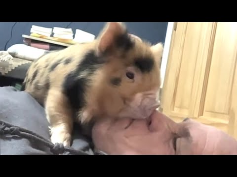 Rescue piglet's obsessed with dad