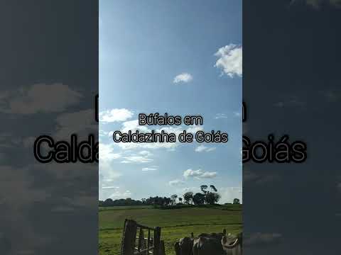 Búfalos em Caldazinha de Goiás