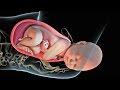 Labor And Delivery Childbirth