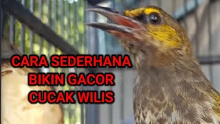 Download lagu CARA MERAWAT BURUNG CUCAK WILIS AGAR GACOR mp3 Download lagu CARA MERAWAT BURUNG CUCAK WILIS AGAR GACOR mp3