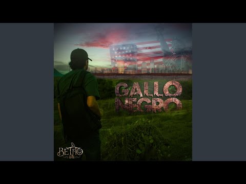 Gallo Negro