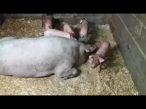 1-Parte,Brucán te enseña de donde salen nuestros futuros Ibericos Españoles de Villar de Ciervo .