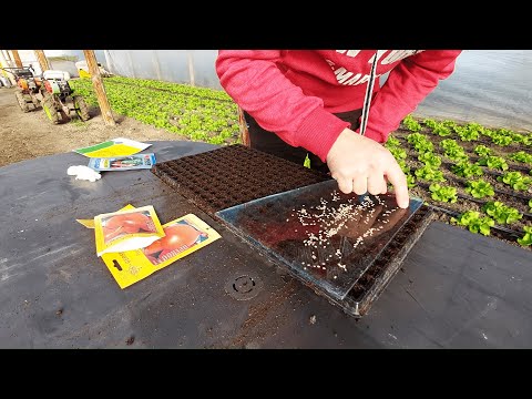 SEMĂNAREA SEMINȚELOR DE TOMATE PREKOS F1!!(pentru solariile mele neîncalzite)