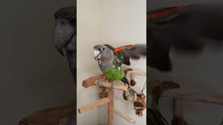 Cape Parrot Truman chatting and doing tricks #bird