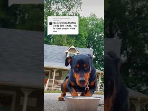 Rottweilers during resource obedience. #dog