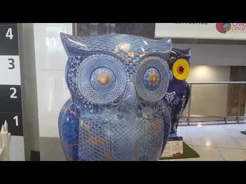 download lagu mp3 mp4 Hoot Owl Hoot Nz, download lagu Hoot Owl Hoot Nz gratis, unduh video klip Hoot Owl Hoot Nz