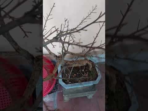 Mai vàng Miền Bắc - Chăm sóc mai sau khi tuốt lá để nở hoa đúng tết.