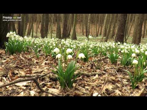 Cvetoči pomladanski veliki zvončki