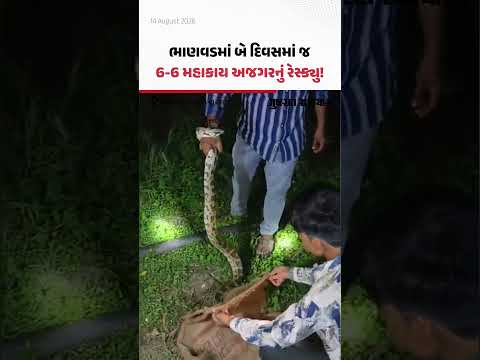 ભાણવડ પંથકમાં માત્ર બે જ દિવસની અંદર 6-6 મહાકાય અજગરોના સફળ રેસ્ક્યુ ભાણવડ પંથકમાં માત્ર બે જ દિવસની અંદર 6-6 મહાકાય અજગરોના સફળ રેસ્ક્યુ