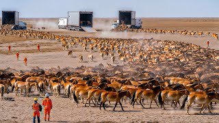 China Released Thousands of Horses Into A Desert With ZERO GRASS — 5 Years Later The Map Changed