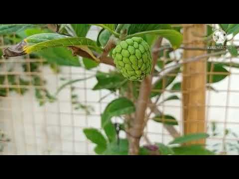 Beautiful garden of My grandma |Fruits and Flowers|Hasya Laasya