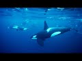 Reflecting On A Life Filming Below The Waves Blue Planet II Behind The Scenes