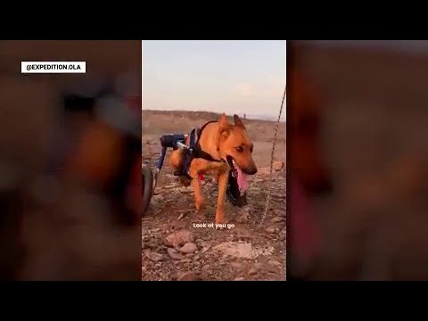 Paralyzed rescue dog 'Birdie' whose recovery went viral returns home from hospital