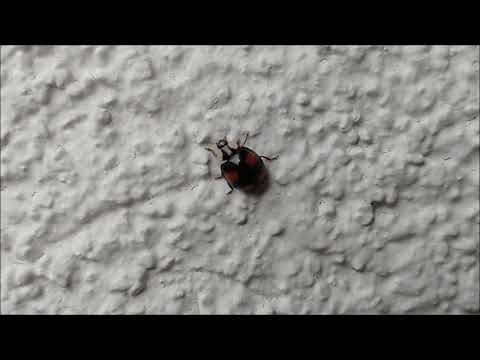 Lady Bird - Lee Hazlewood