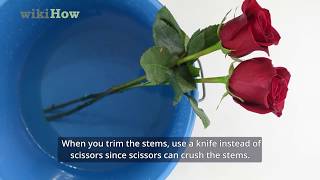 How to Keep Roses Fresh