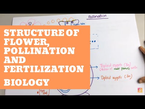 Biology - Structure of Flower, Pollination and Fertilization Video