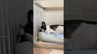 フレブルのお部屋が快適になった結果がこちら