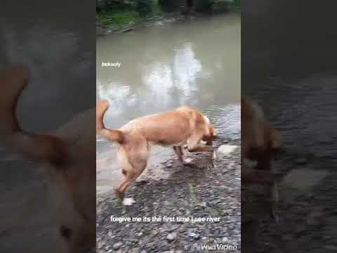 My dog ​​bites the water