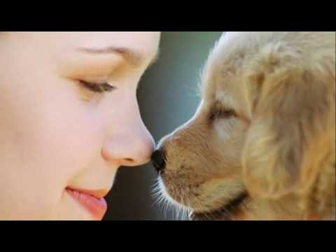 Jackson Antunes Ben te vi