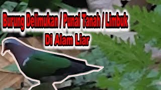 Download lagu Burung Delimukan Zamrud / Putri Mandi / Limbuk di Alam Liar mp3