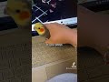 Little cockatiel gets removed from laptop after being naughty #parrot #bird #pet #cute #cockatiel