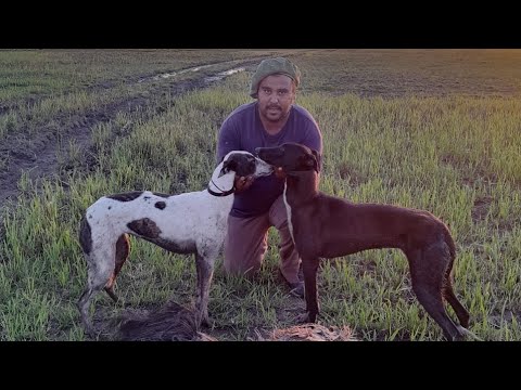 Galgos vs avestruz ( simona y rauchero de la calle )