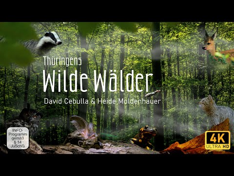 Wilde Wälder | Naturfilm, ganze Doku [4K] Dokumentation deutsch