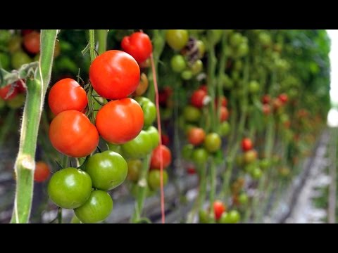 Planet Wissen - Tomaten