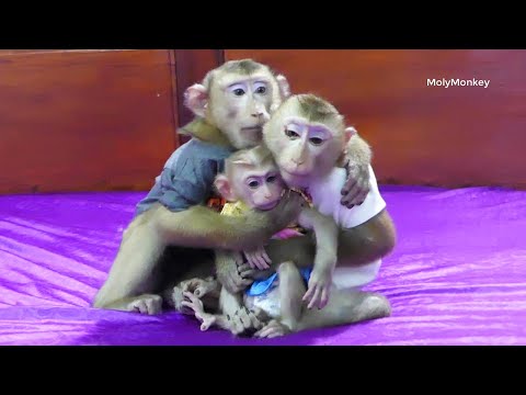 Sweet Small Family!! Dodoo Hold & Care Mori With Zuji Like Husband & Father Of Mori Zuji