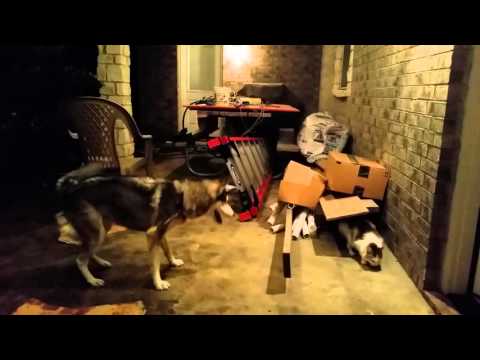 Brazen Calico Cat Steals Food From Siberian Husky!