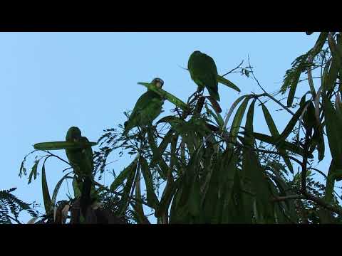 White-fronted Parrots (MVI 0976 Zamorano campus HN Amazona albifrons 3dec2017 by Oliver Komar)