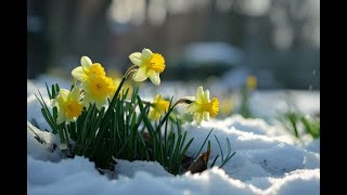 Menopausa improvvisa e sintomatica: le soluzioni per un progetto di salute a lungo termine