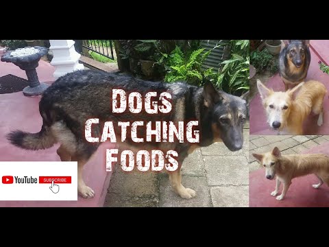 Dogs Catching Foods | Hunting Dogs | Dogs | Pet Dogs | Hunting Hound | Kassa Collections