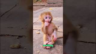 A Heartbreaking Fall: The Baby Monkey That Never Got Back Up#animals #wildlife #monkey #foryou