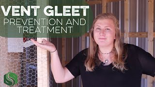 Vent Gleet in Chickens- What is it, and what should you do about it?