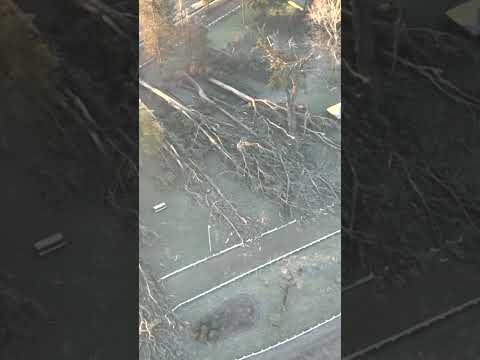 Temporal destruye cerca de 120 árboles en La Araucanía